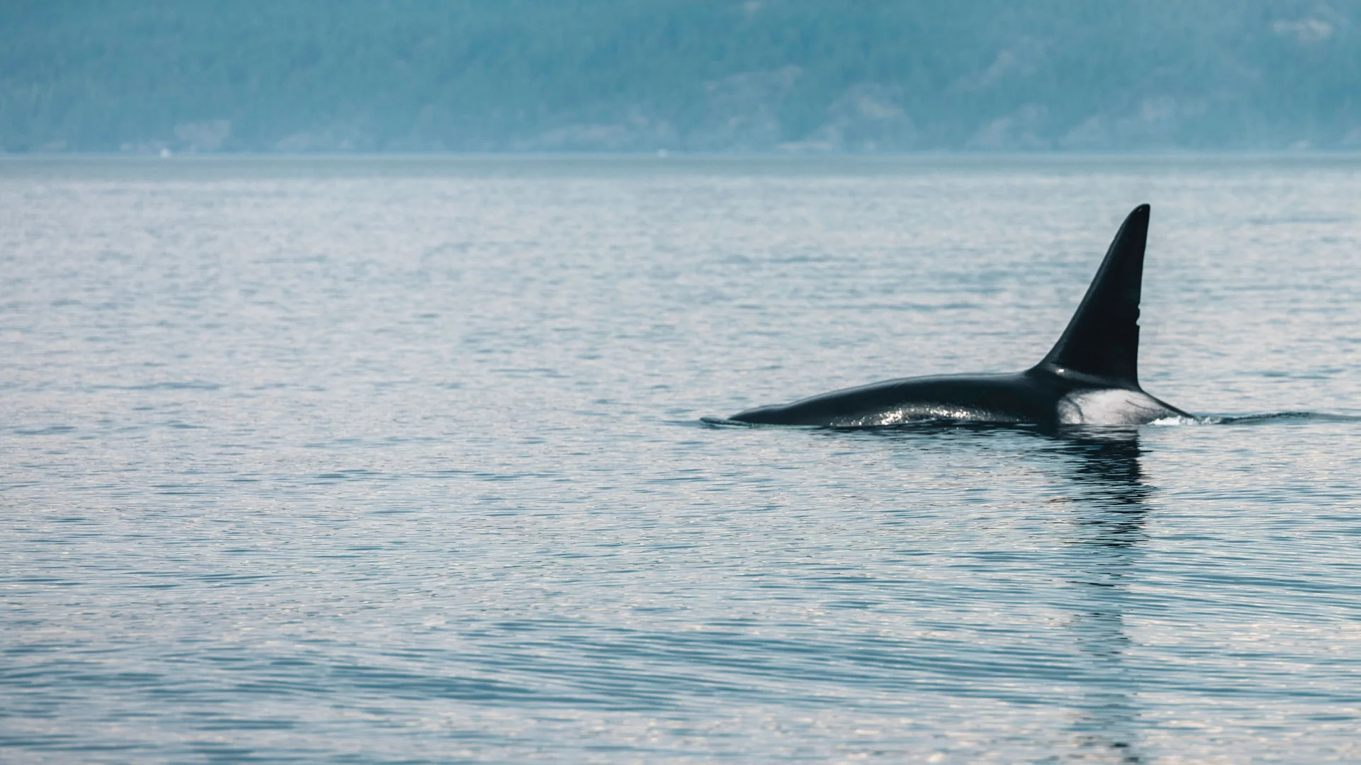 An orca's tall dorsal fin and black back break the calm blue-grey water, with forested hills rising behind