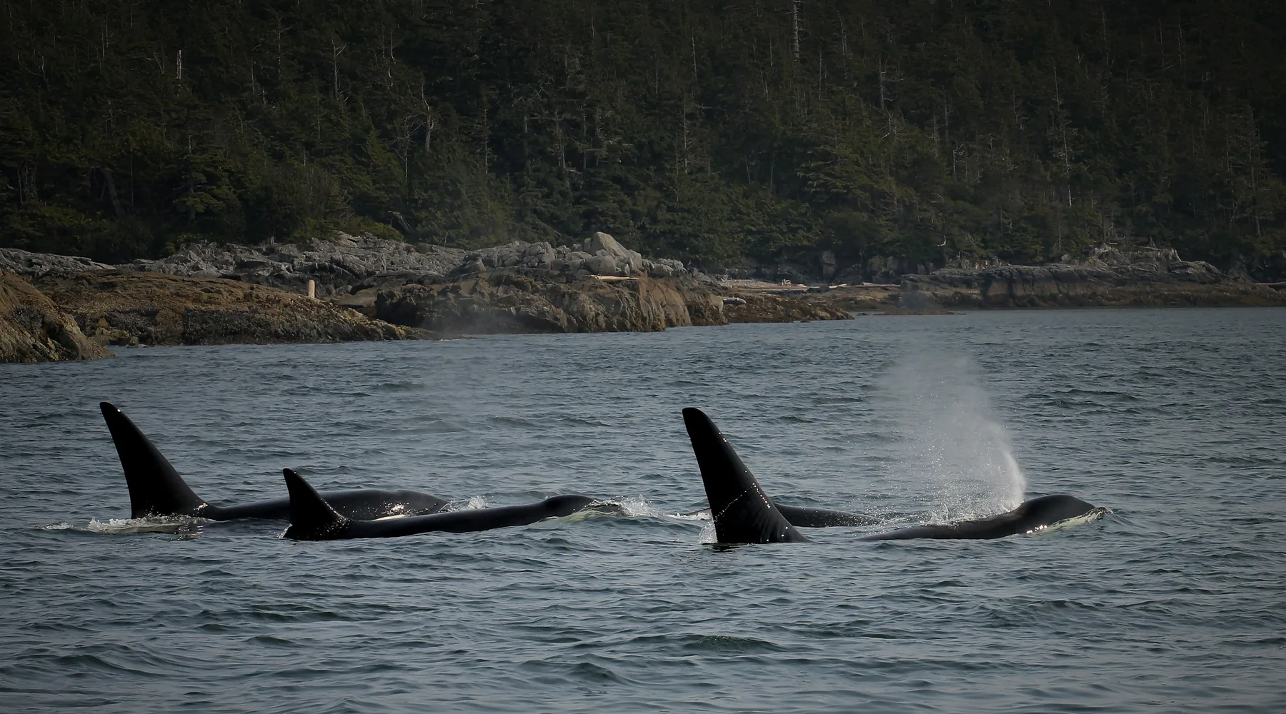 Three orcas surface side by side below a rocky, forested shore, with a plume of spray rising beside one of them