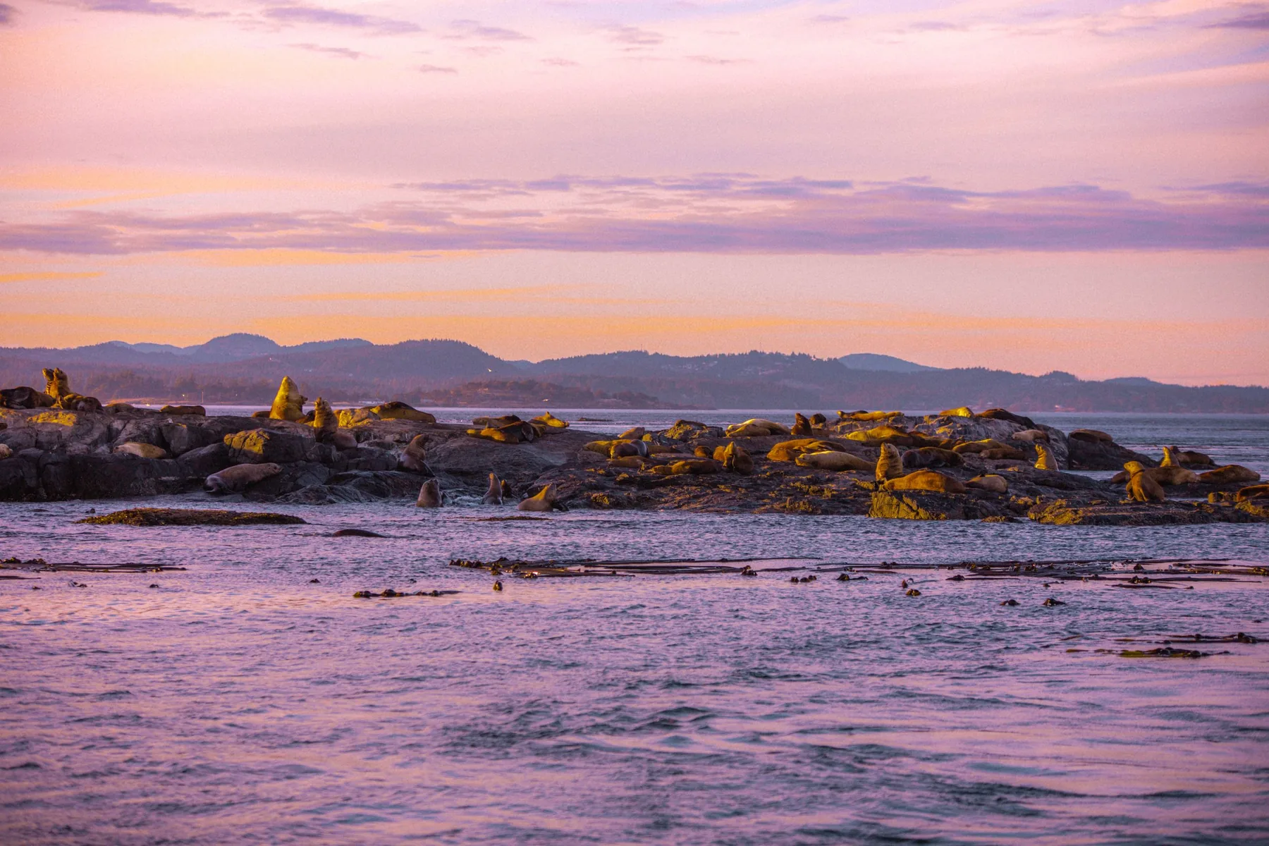 Sea lions gathered on a low rocky islet under a pink and orange sunset sky