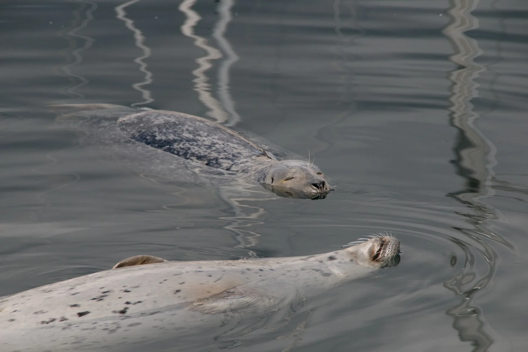 Two harbour seals float on their backs in still grey water, with mooring-line reflections around them