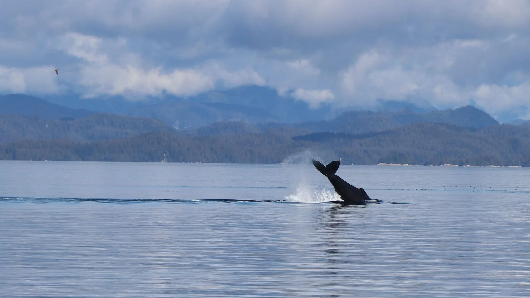 A humpback whale lifts its tail above calm water, with a forested coastline and cloud-capped mountains behind